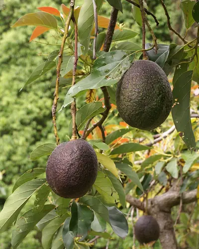 A whole avocado and a halved one with its stone