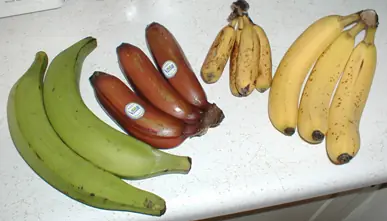 Bunches of several kinds of banana