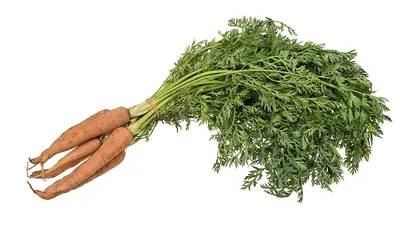 A bundle of carrots with their green tops