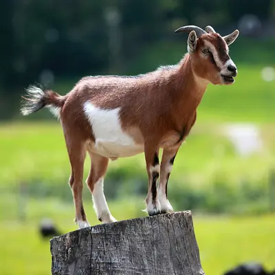 A goat standing on a tree stump