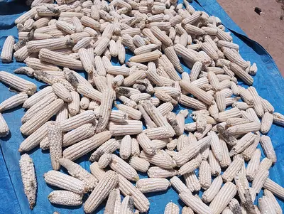 Maize cobs, the grain dried on them, spread out in the sun