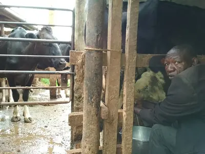 A man milking a cow in Murang'a county