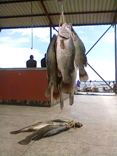 Nile perch hanging at a landing site