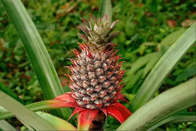 A whole pineapple and slices of it