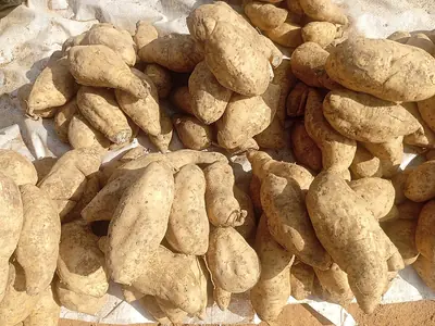 A pile of sweet potatoes at a market