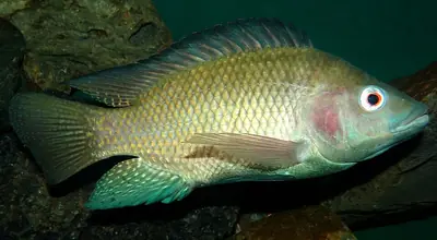 A Nile tilapia