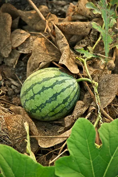 Watermelons growing in a field